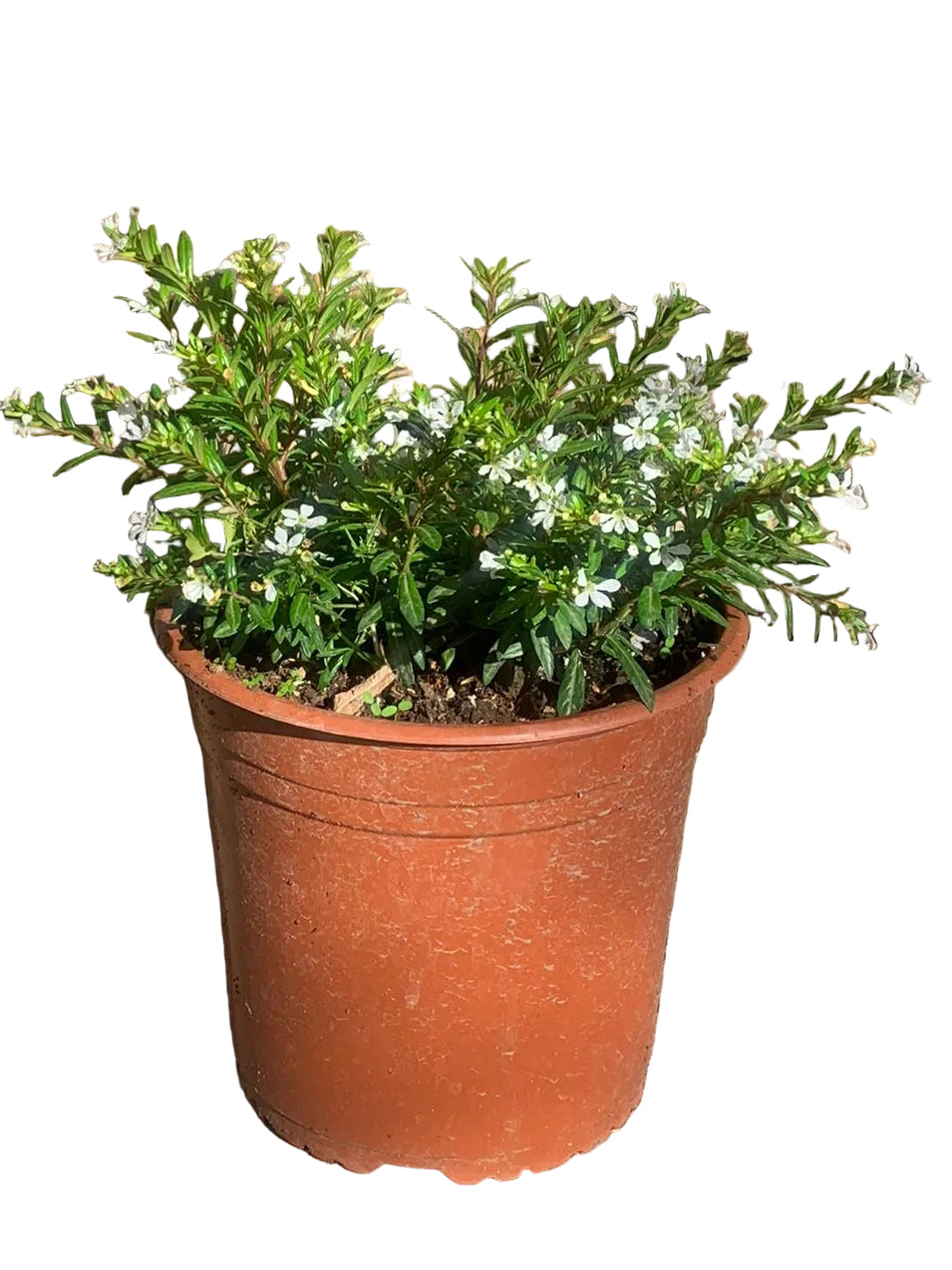 Veronica colombiana