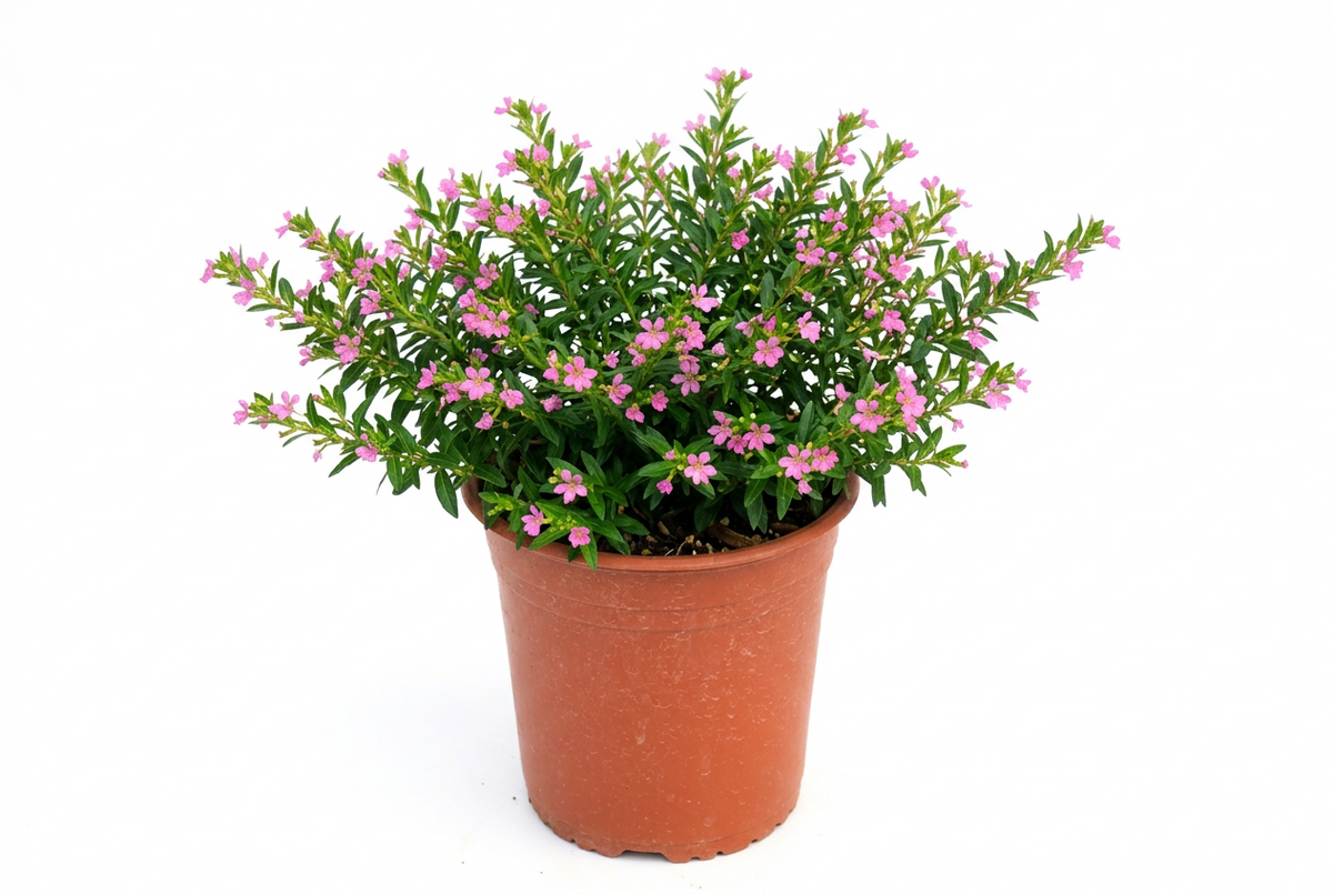 Veronica colombiana