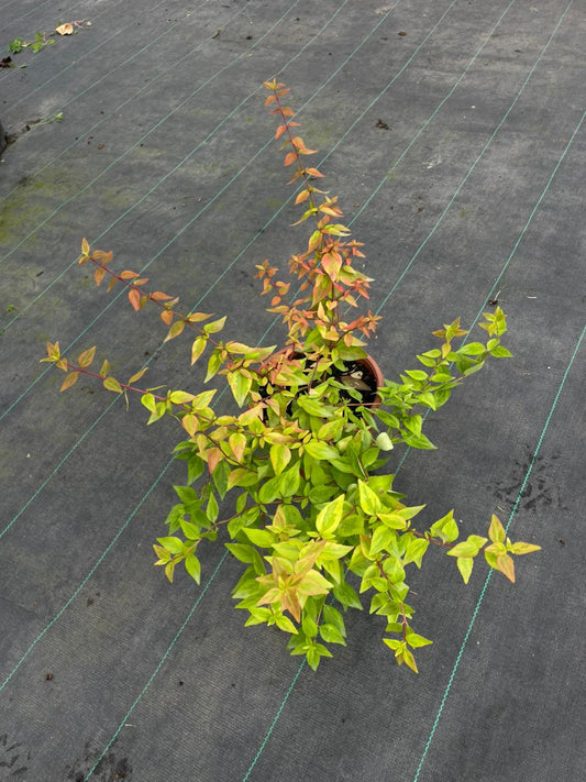 Abelia golden