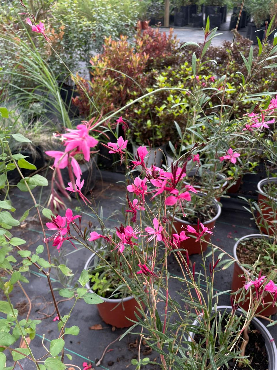 Gaura rosada