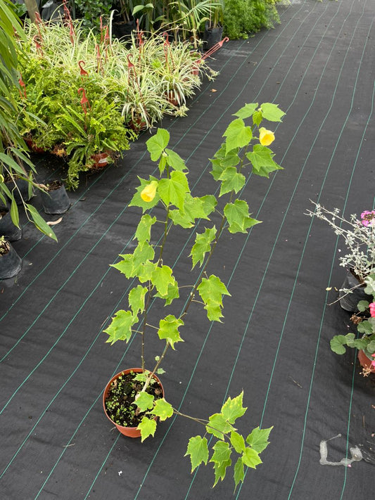 Abutilon amarillo