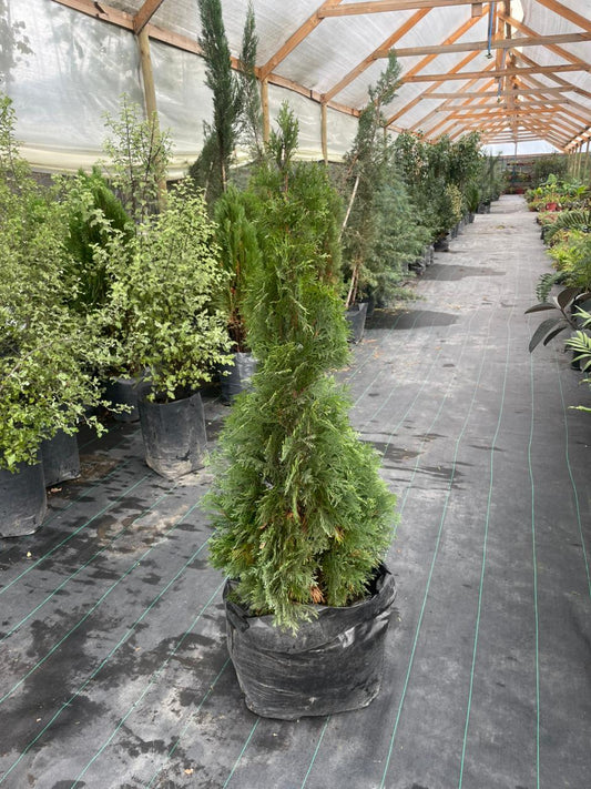 thuja