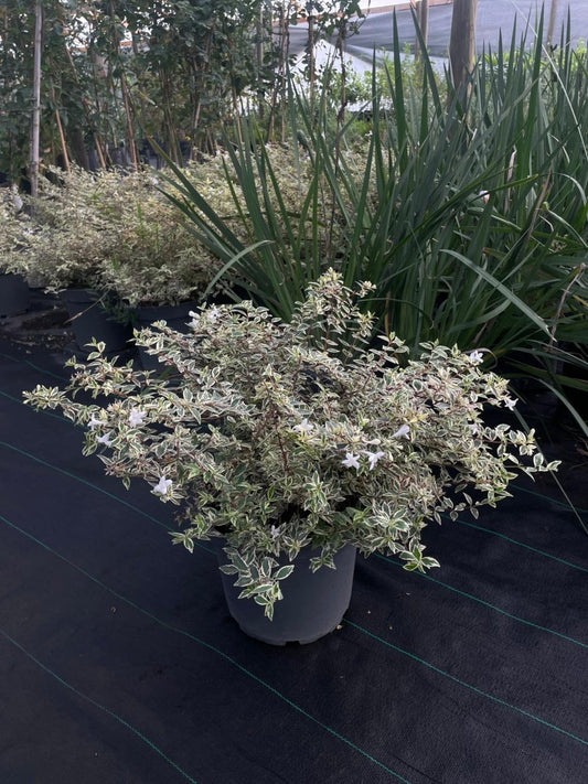 abelia variegada