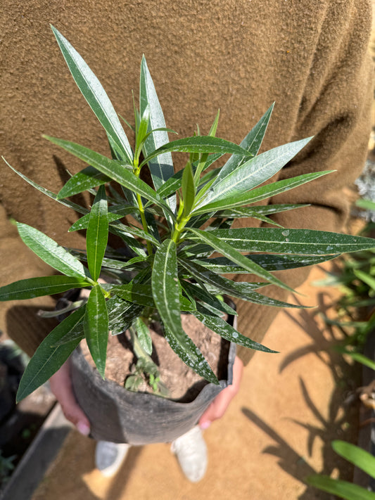Laurel en flor enano