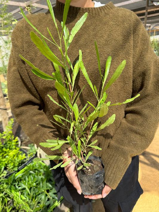 stenocarpus