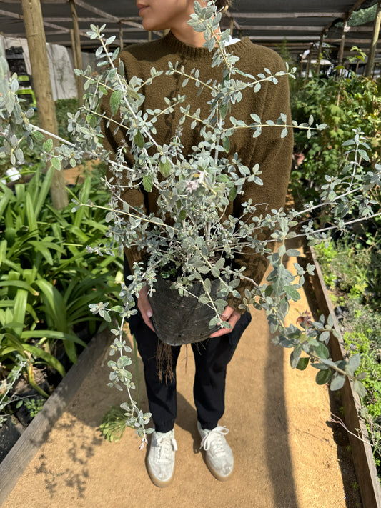 Trenium glauca