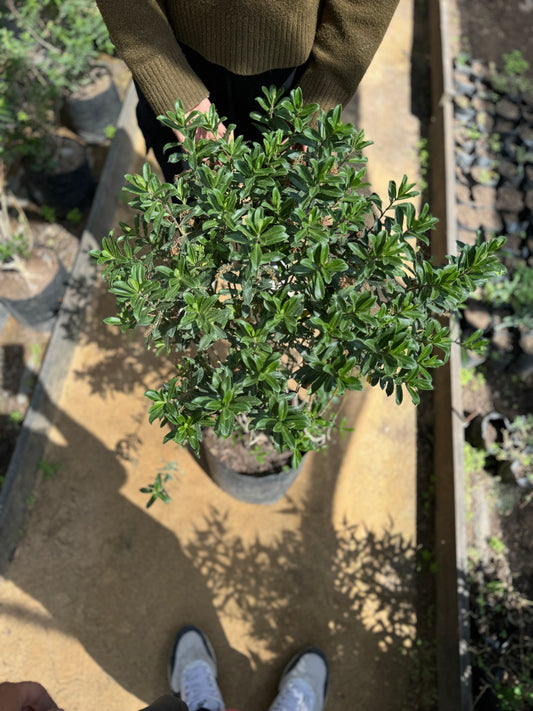 Verónica buxifolia
