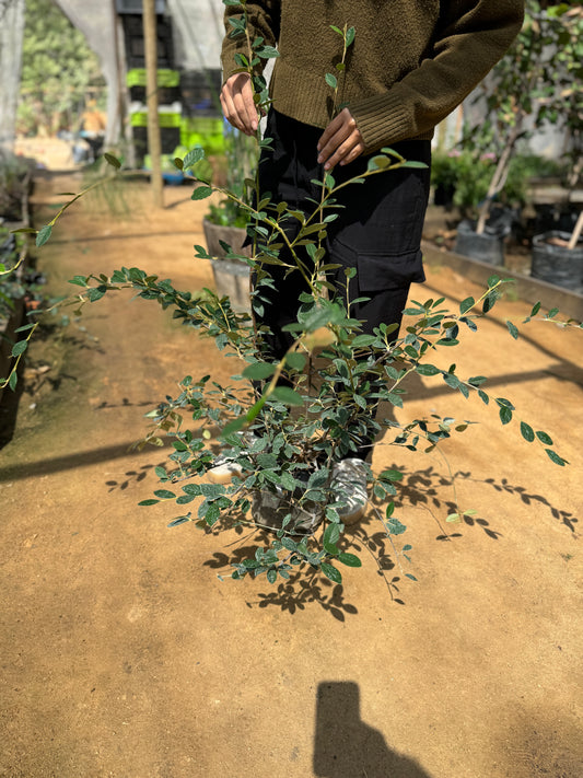 Cotoneaster
