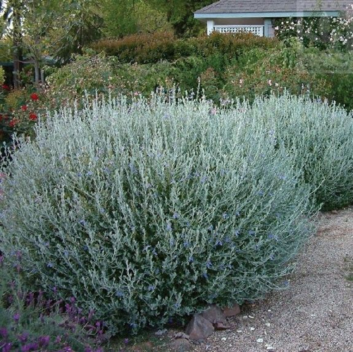Trenium glauca