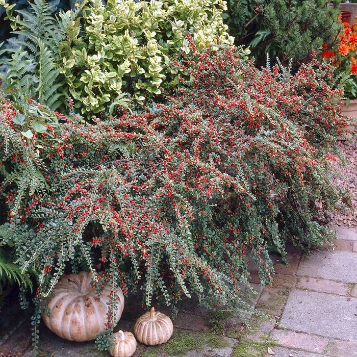 Cotoneaster