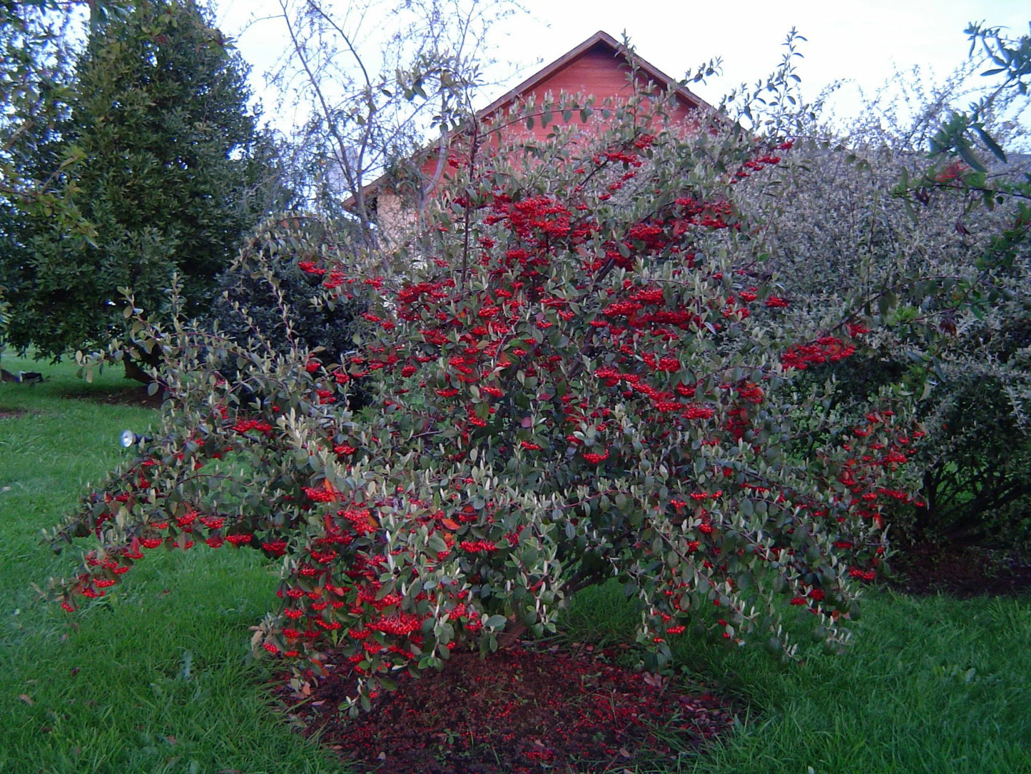 Cotoneaster