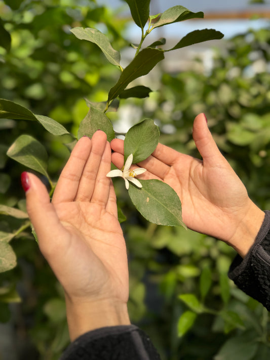 Limon eureka