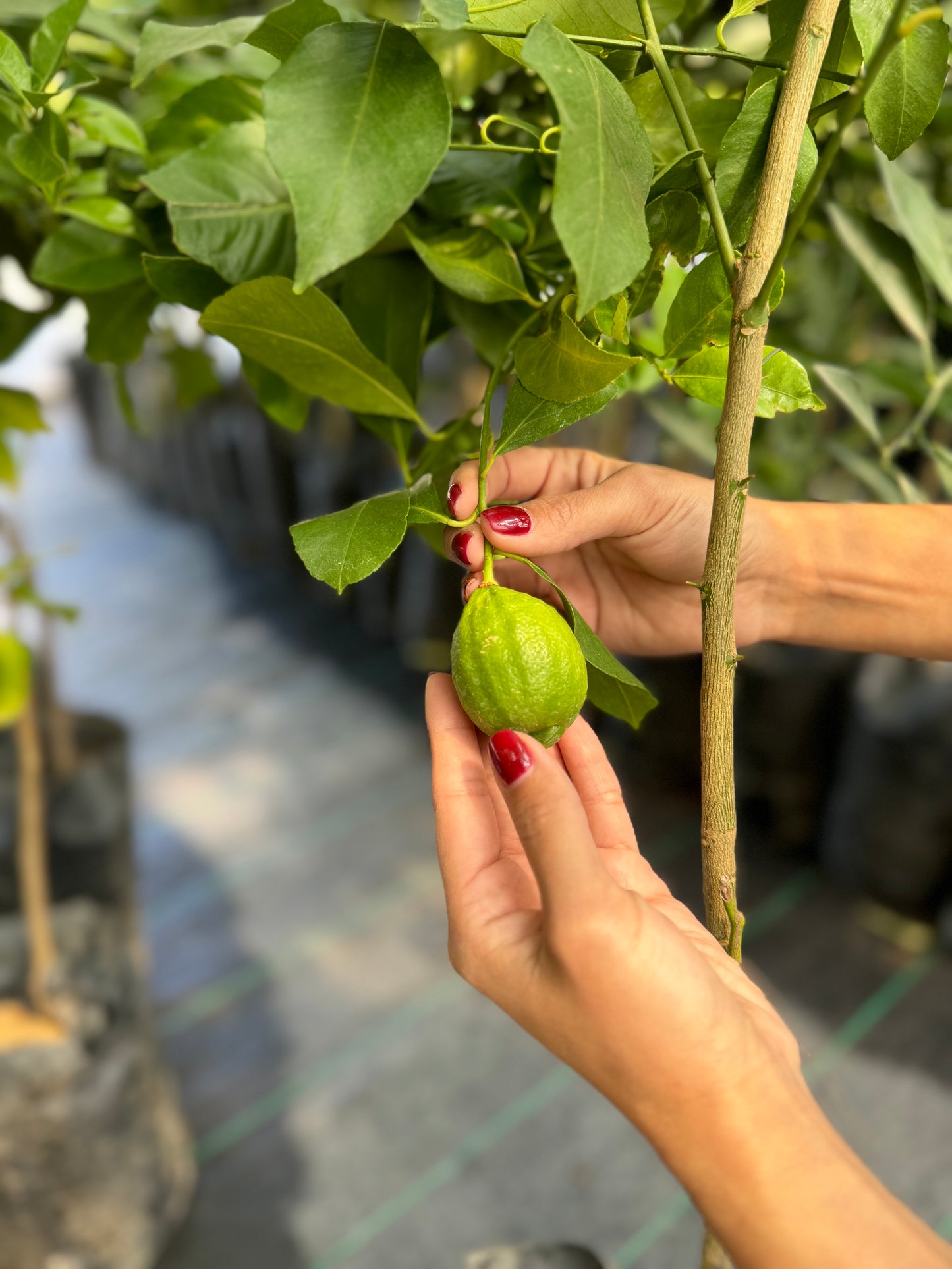 Limon eureka