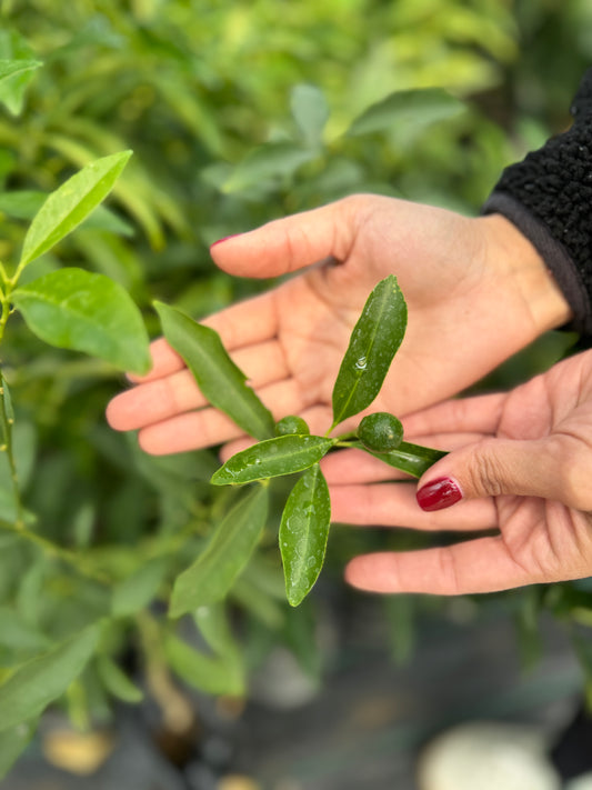 Kumquats