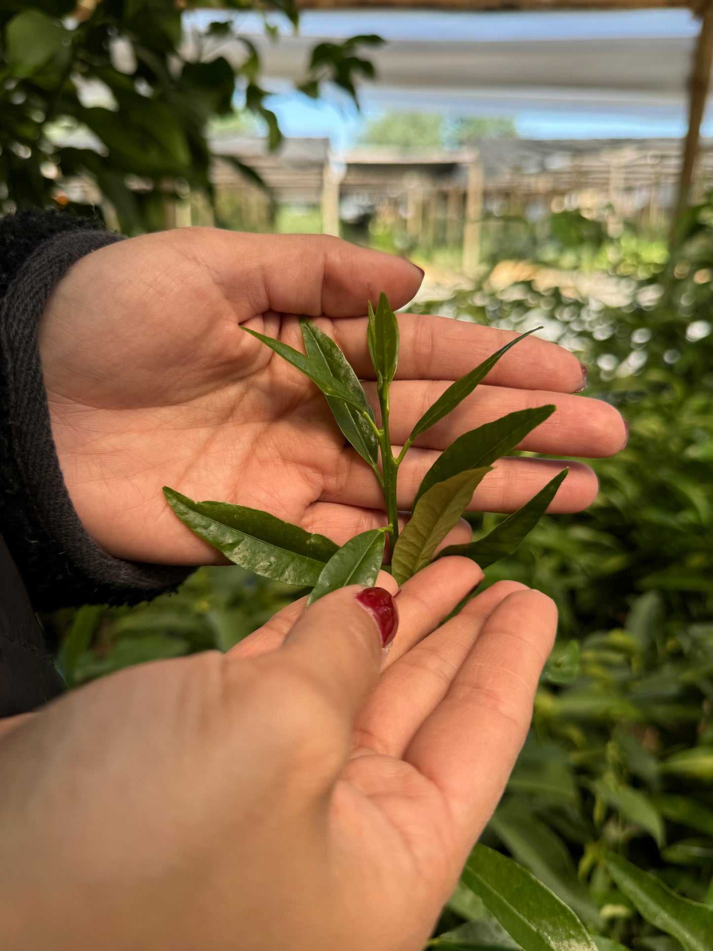Kumquats