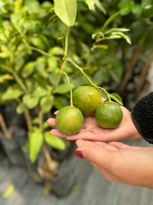 Pomelo