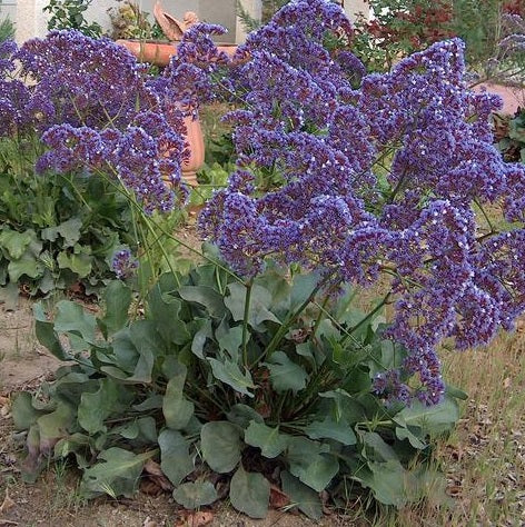 Limonium