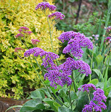 Limonium