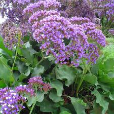 Limonium