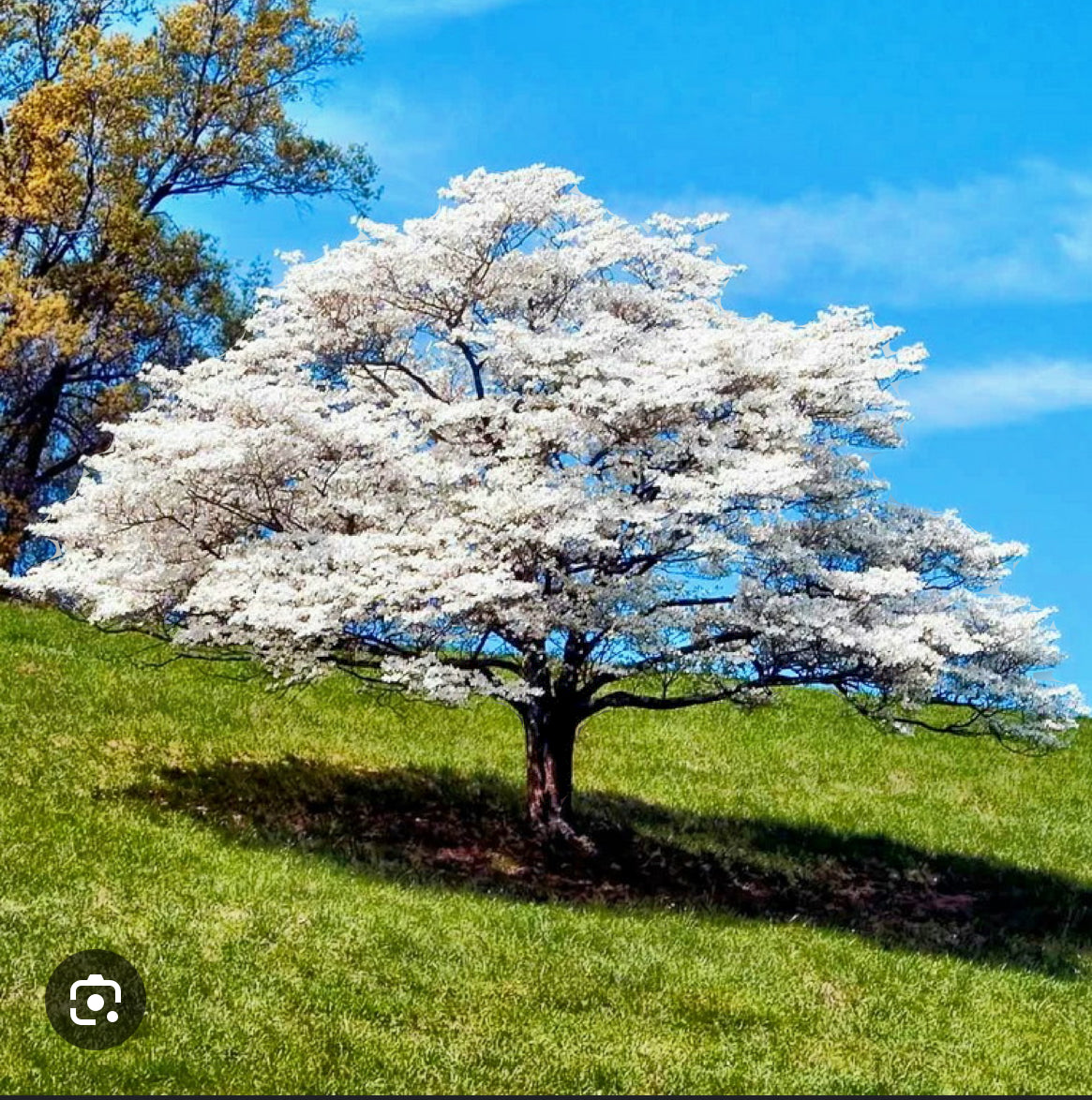 Cornus florida