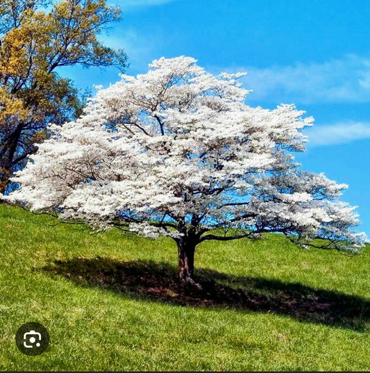 Cornus florida