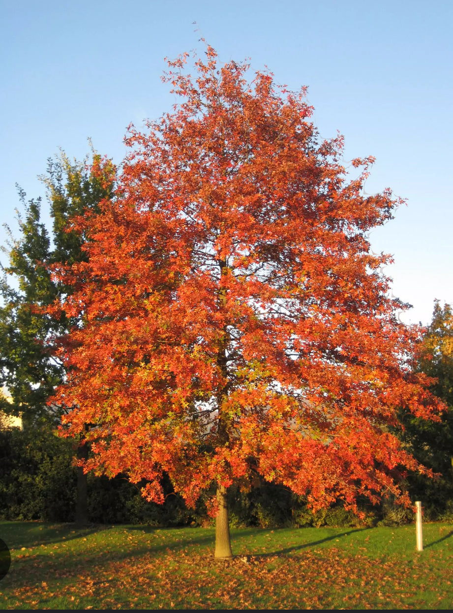 Quercus palustre