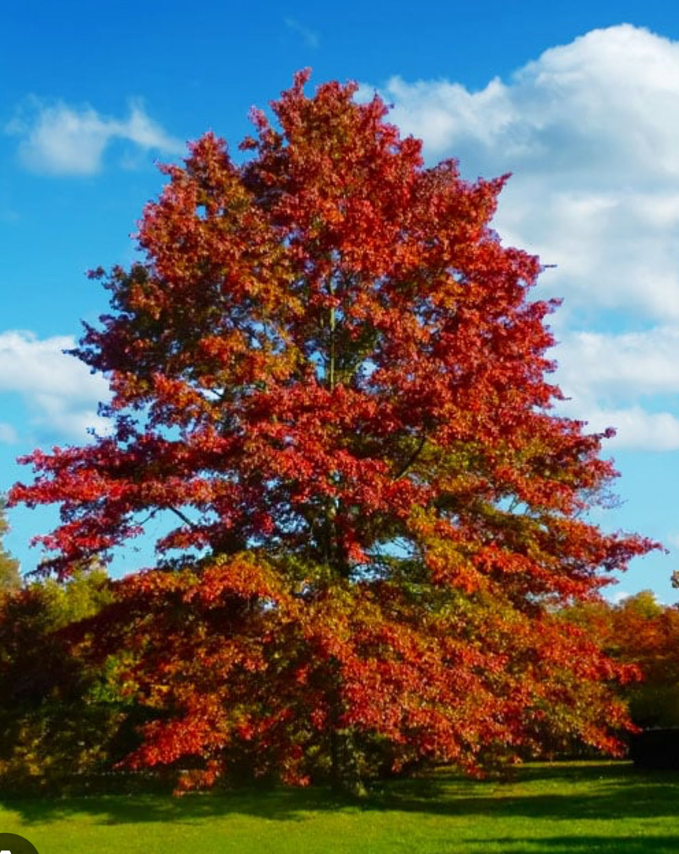 Quercus rubra