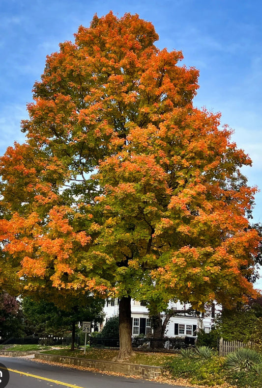 Quercus rubra