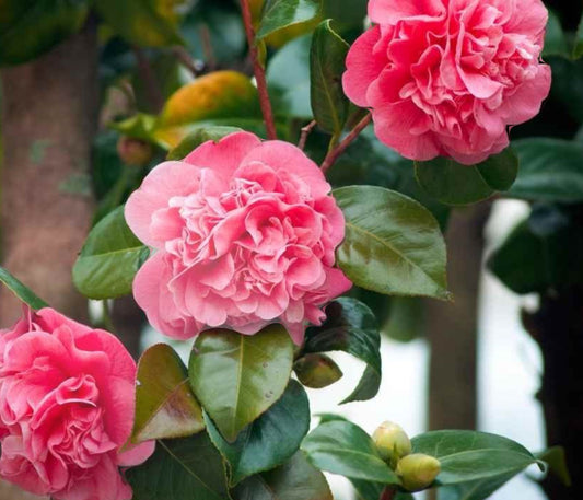 Camelia