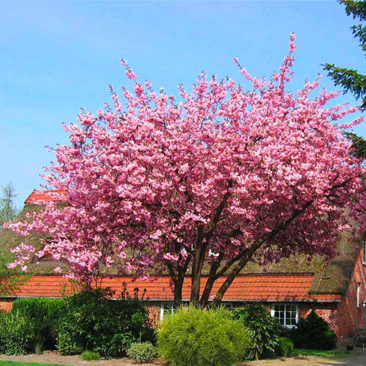 Cerezo en flor de copa