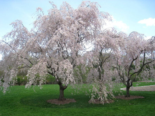 cerezo en flor sauce
