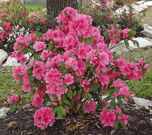 Azalea