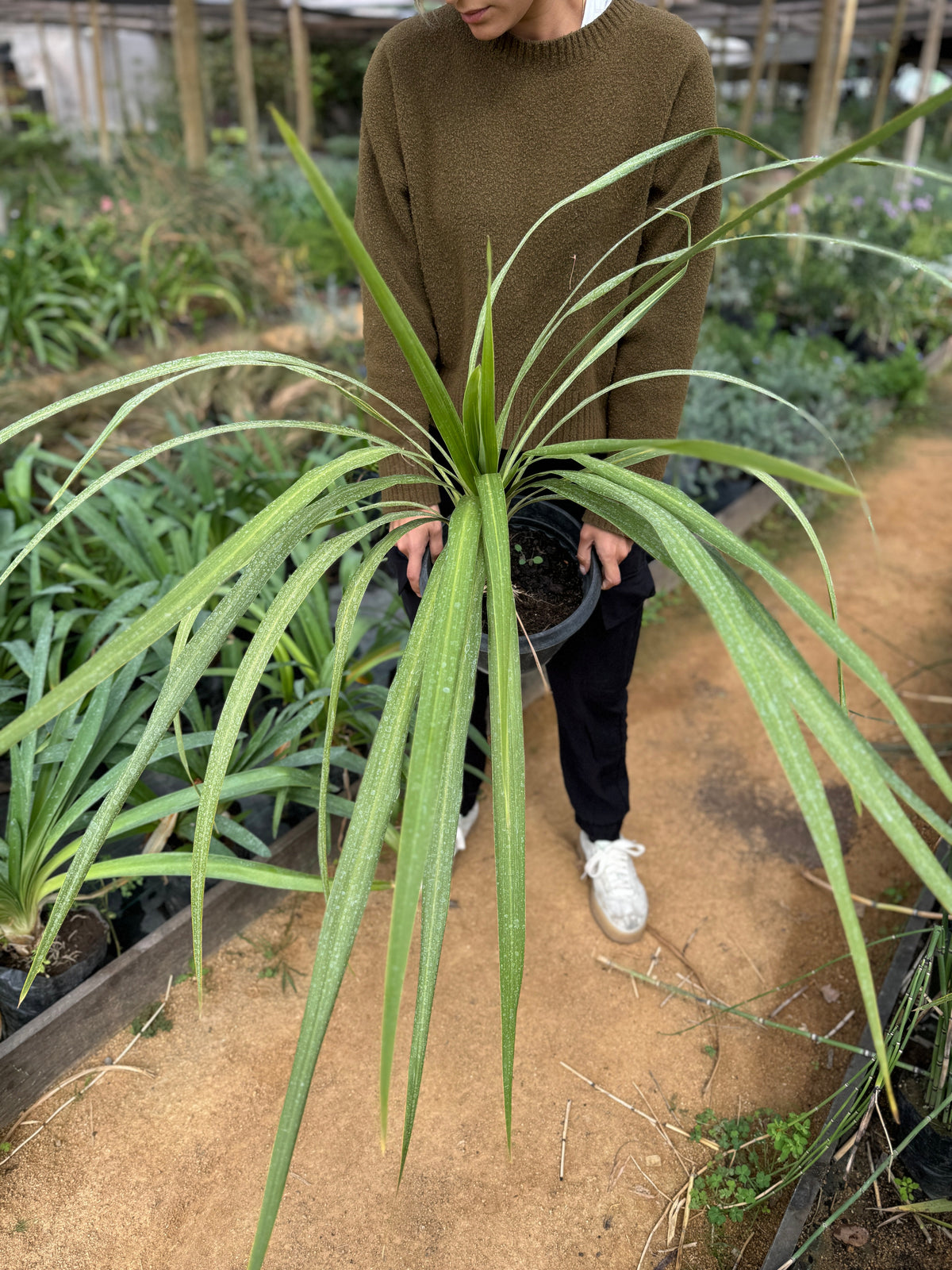 Dracena