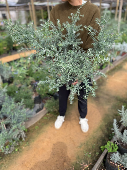 Westringia