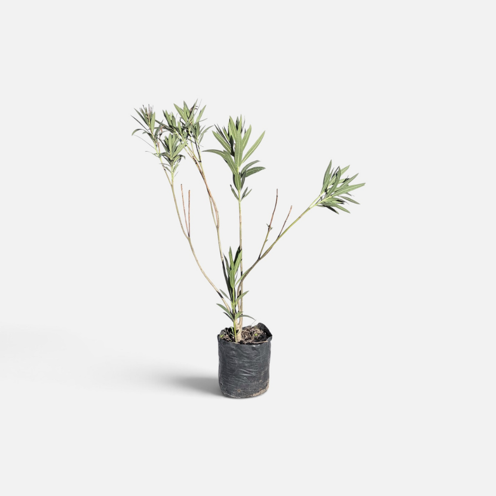 laurel de flor - LAUR-0199
