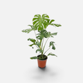 monstera