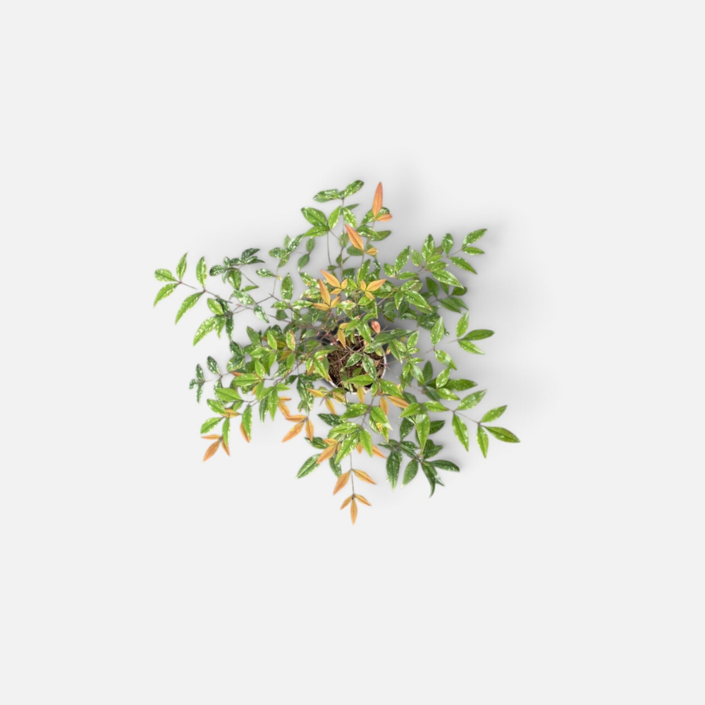 nandina