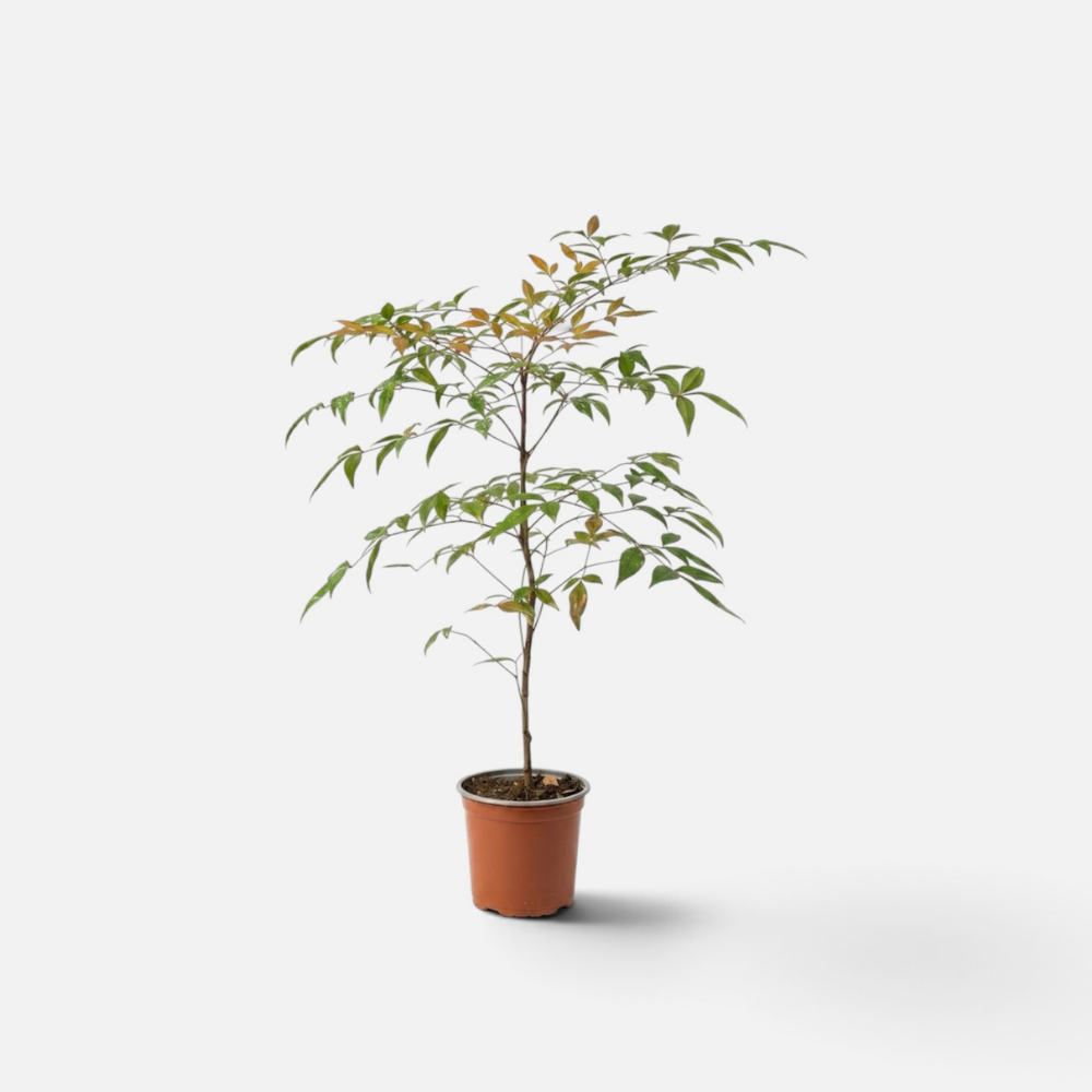 nandina