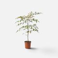 nandina