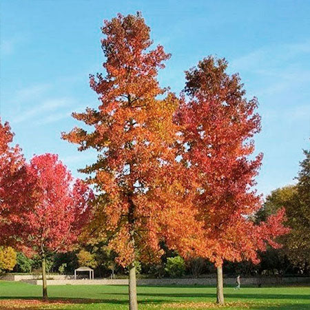 Liquidambar