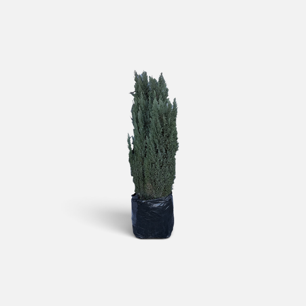 pino azul