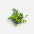 rhus