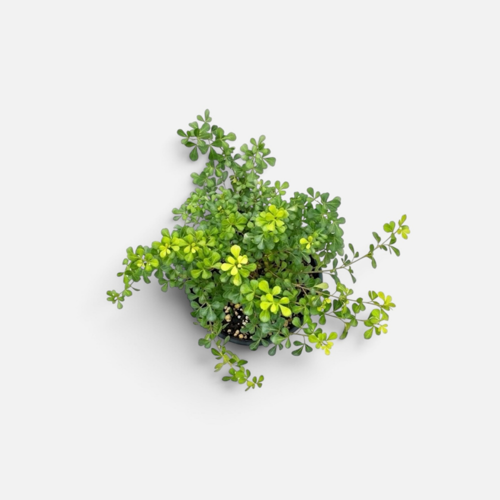 rhus