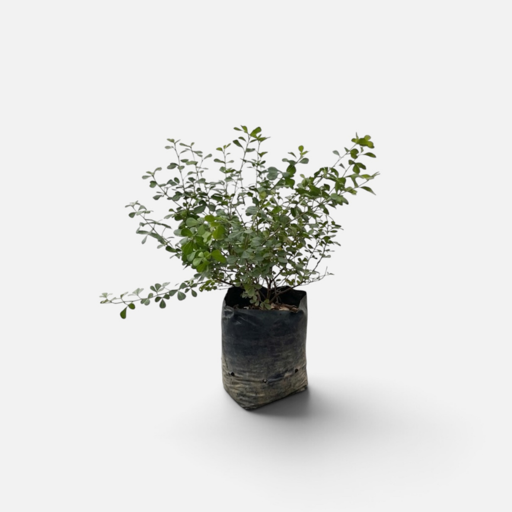 rhus pie alto