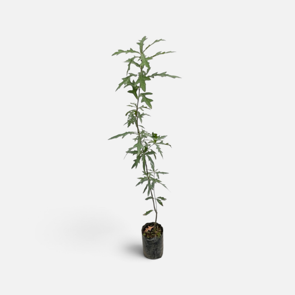 roble americano - ROBL-0101
