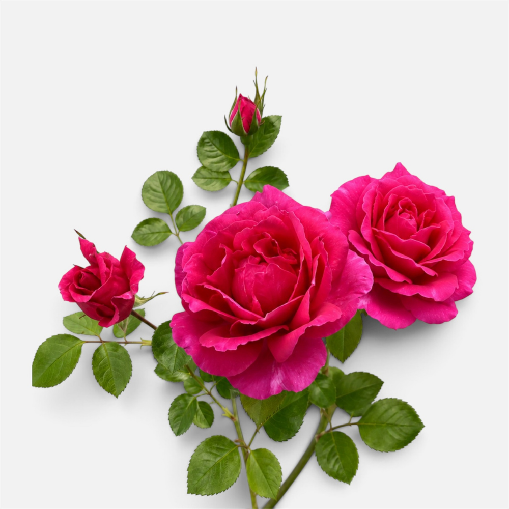 rosa trepadora colección