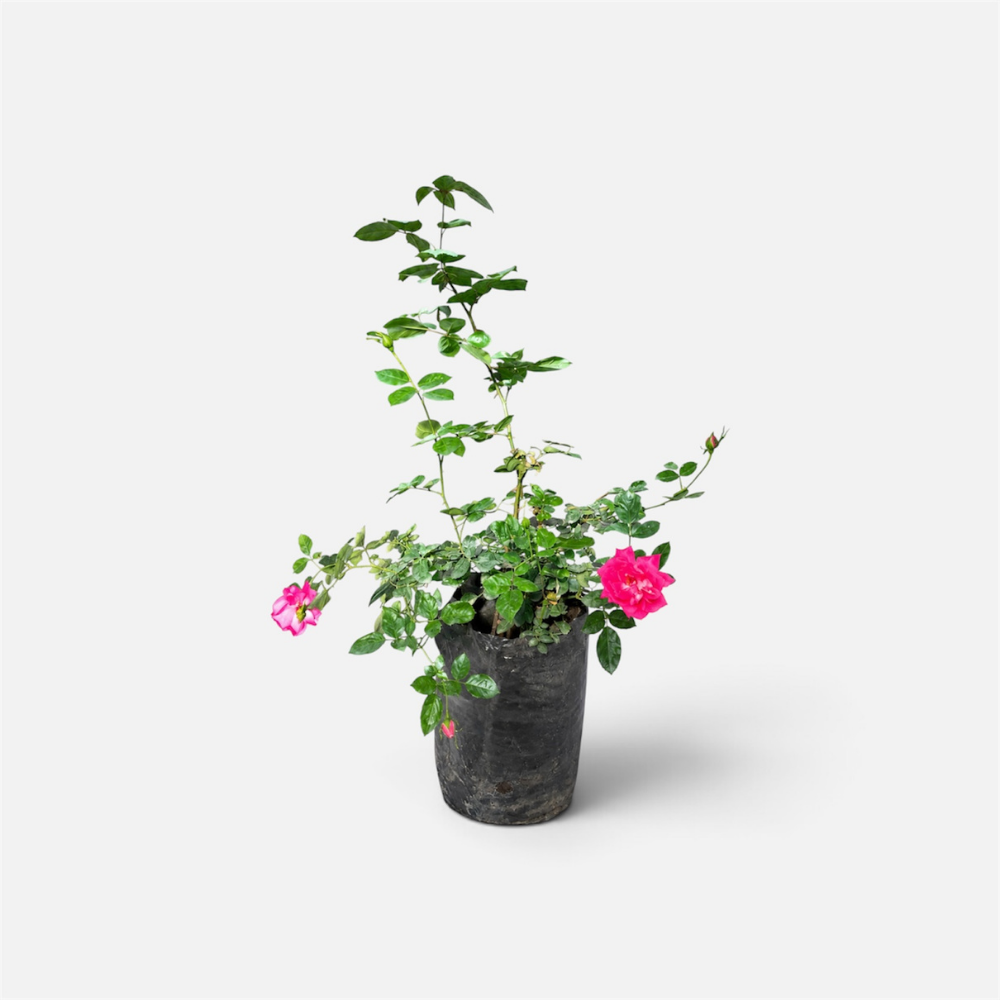 rosa trepadora colección