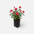 Rosa besito - ROSA-0091