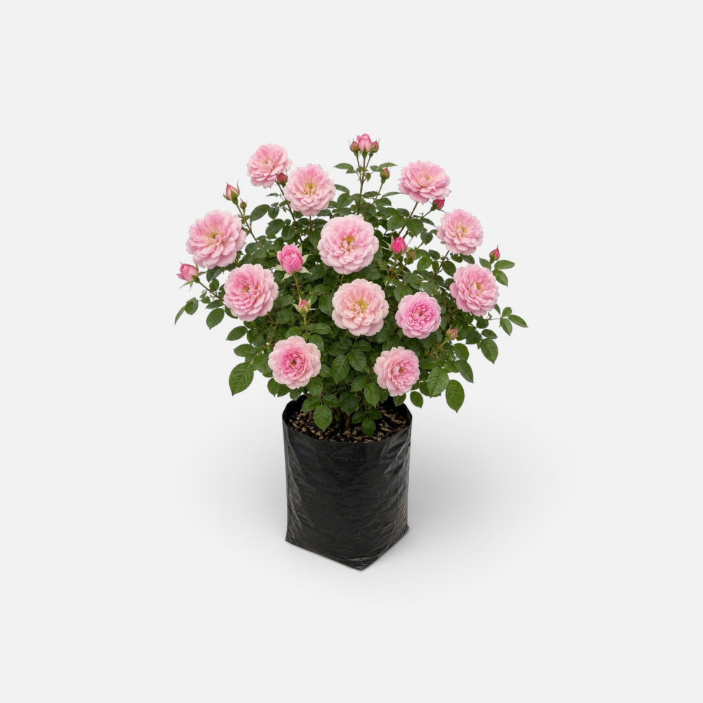 Rosa aromática arbustiva - ROSA-0093 - ROSA-0093 (2)