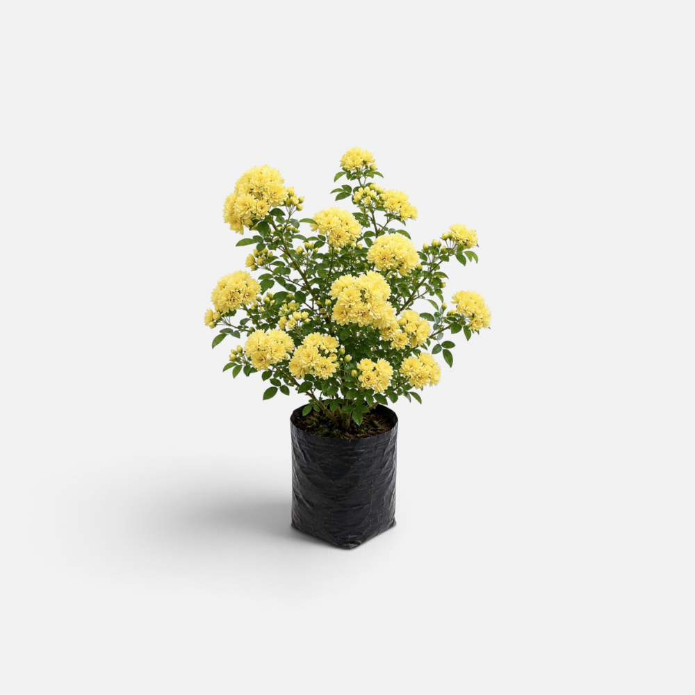 Rosa aromática arbustiva - ROSA-0093